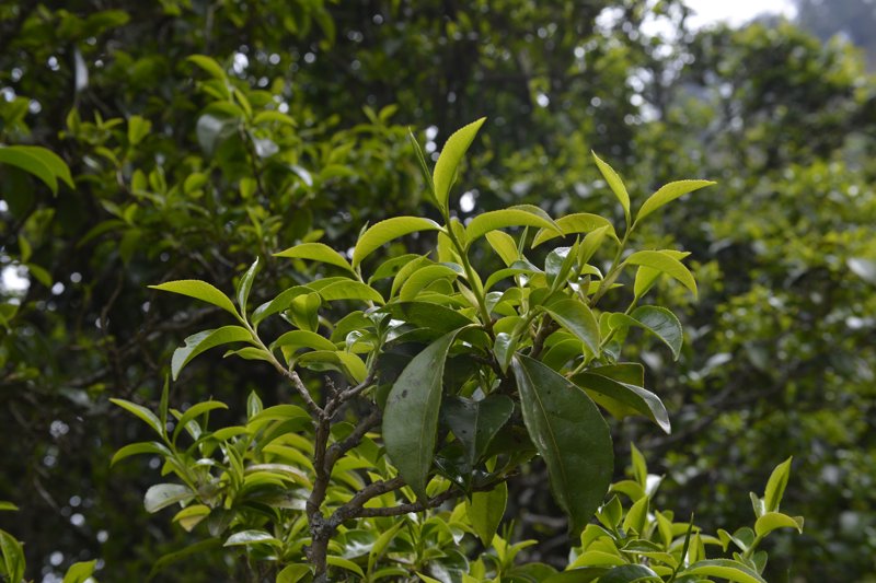 茶叶加盟：茶艺之路上的全新开始