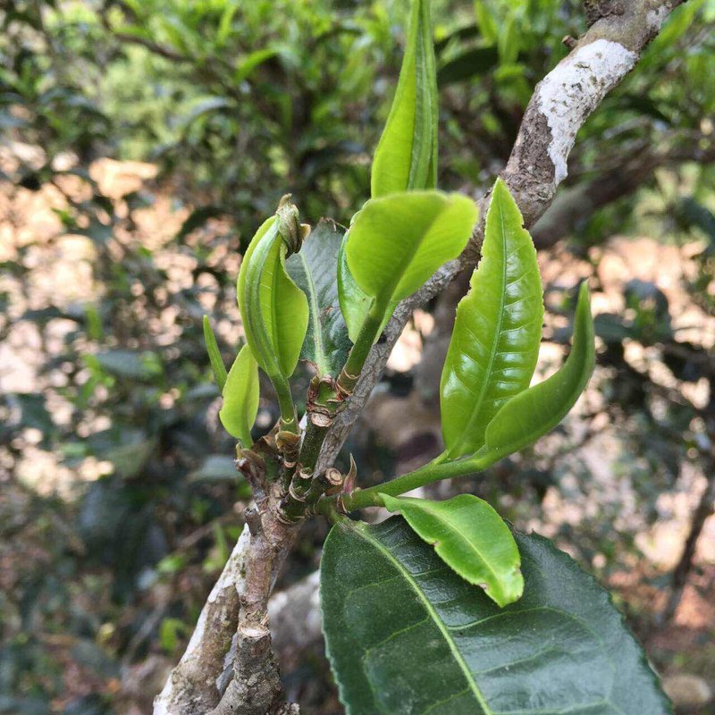 普洱茶批发入门指南:掌握这些技巧轻松开店