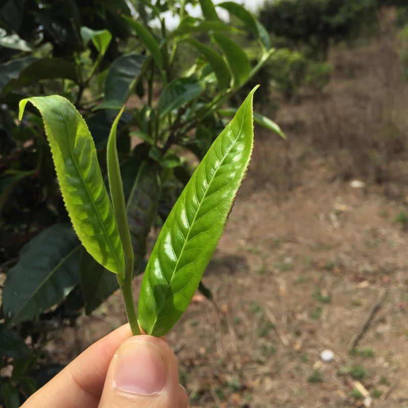 古树茶